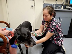 U.S. Army Capt. (Dr.) Lorimay Melendez performs a physical exam of a service member’s dog 