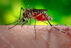 A female Aedes aegypti mosquito