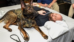 One of the stars of the facility dog program is Corpsman Luke, named for Saint Luke, the patron saint of doctors. This energetic, 5-year-old German Shepherd is “spectacular,” according to his handler and “mom,” Amy O’Connor, the program’s project manager and a licensed social worker. (Credit: Janet A. Aker, MHS Communications)