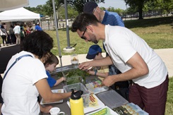 Bugapalooza