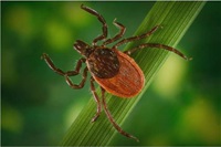 Tick-Borne Encephalitis