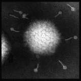 adenovirus