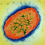 Pertussis