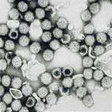 Rotavirus