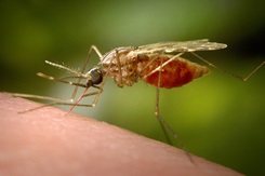 Female Anopheles funestus mosquito that had landed on a human skin surface and was in the process of obtaining its blood meal.