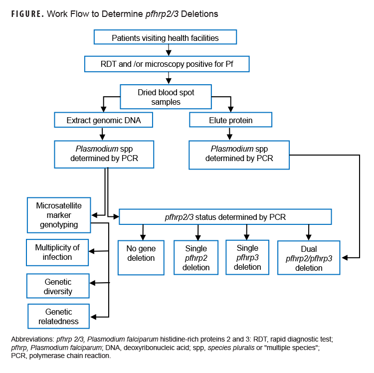 This graph is a flow chart that explicates the laboratory diagnostic process or work flow for determining deletions of Plasmodium falciparum (or Pf) malaria histidine-rich proteins 2 and 3 (or pfhrp 2/3). The first step is “Patients visiting health facilities,” followed by “Rapid diagnostic test (or RDT) and/or microscopy positive for Plasmodium falciparum,” and then “Dried blood spot samples” are used to both “Extract genomic DNA” and “Elute protein.” Both samples—the genomic DNA and protein—are then tested by separate polymerase chain reactions. The genomic DNA samples are analyzed for absence of gene deletions, a single pfhrp 2 or pfhrp 3 deletion, or both; meanwhile, microsatellite marker genotyping provides data on “Multiplicity of infection,” “Genetic diversity,” and “Genetic relatedness” for the samples.