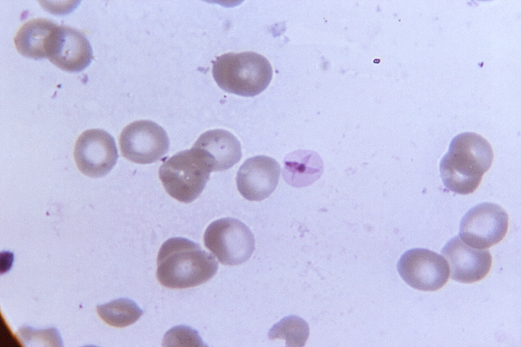 Image of 4CDC Neva Gleason 12678.