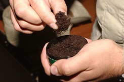 Two hands holding chewing tobacco