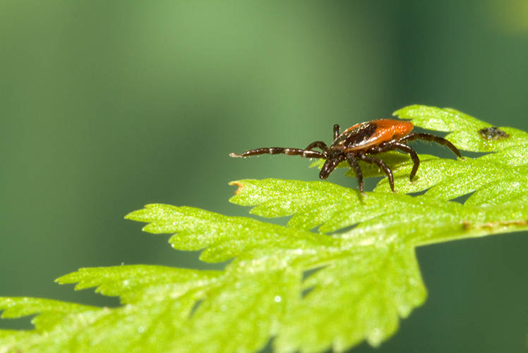 Image of Female **Ixodes ricinus** Tick <== (put tick name in italics) ©ECDC/Photo by Francis Schaffner.