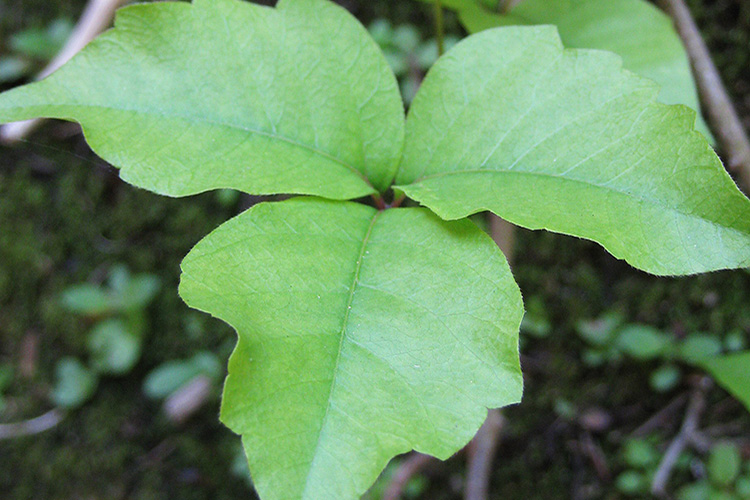 Image of 3_Plant dermatitis  Zion National Park.