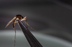 Mosquitos – like this one, collected as part of a military study in North Carolina – were used during USAMRDC’s initial RTS,S vaccine studies nearly 40 years ago. (Photo courtesy: AFC Kimberly Barrera)