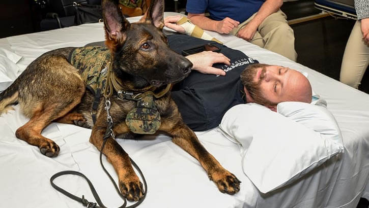 Image of Luke is a German Shephard facility dog.