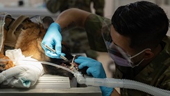 U.S. Army Cpl. Vargas Medina, an animal care specialist assigned to the veterinary readiness activity, Patrick Space Force Base, Florida, performs an annual dental checkup on Air Force 6th Security Forces Squadron military working dog, Willy