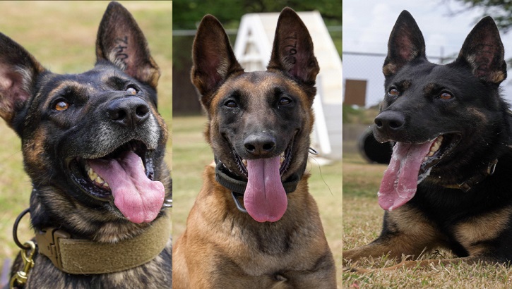 Image of Picture of three different dogs.