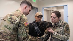 Noncommissioned officer-in-charge, U.S. Navy Staff Sgt. Ryan Spach, examine military working dog Jutas from the Commander Fleet Activities Sasebo Kennels, Japan. Jutas made history as the very first patient at the newly opened Sasebo veterinary treatment facility following a ribbon-cutting ceremony Jan. 18, 2024. (Courtesy Photo)