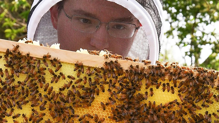 Image of Beekeeper in protective gear holds framework with bees and honey..