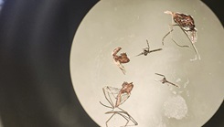 An anopheles mosquito specimen sample sits under the microscope during a demonstration of the U.S. Army’s medical technology development and modernization efforts, Fort Detrick, Maryland, on Feb. 23. (Photo by Summer Abdoh, U.S. Army) 