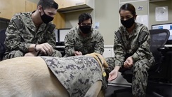 LC, a U.S. Navy facility dog, greets and interacts with Sailors and staff assigned to Naval Medical Center San Diego (NMCSD) Oct. 13. 