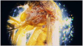 Link to Video: Mosquito